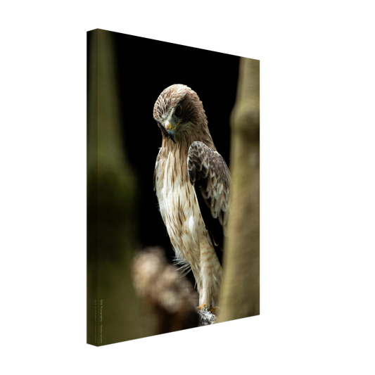 0aebf9b2-aded-4279-b8c0-33cce8daa2c2