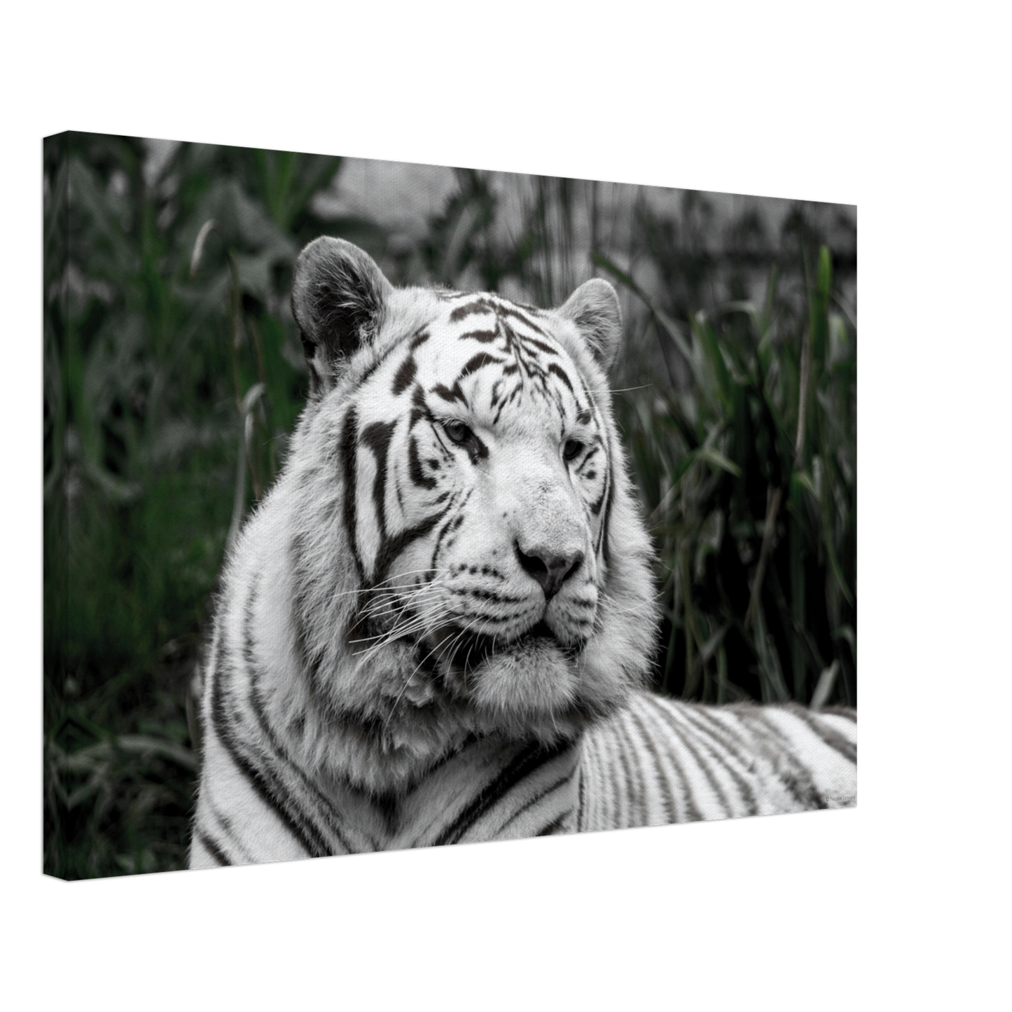 Tigre blanc - Décoration murale