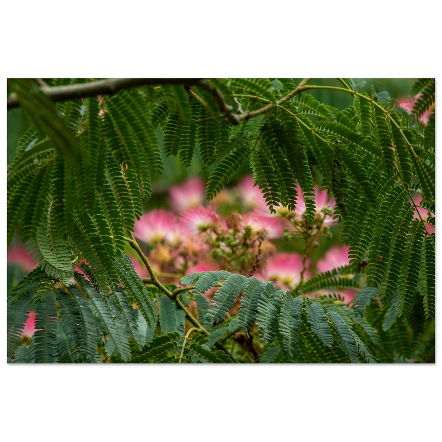 Arbre à soie - Acacia de Constantinople - Albizia