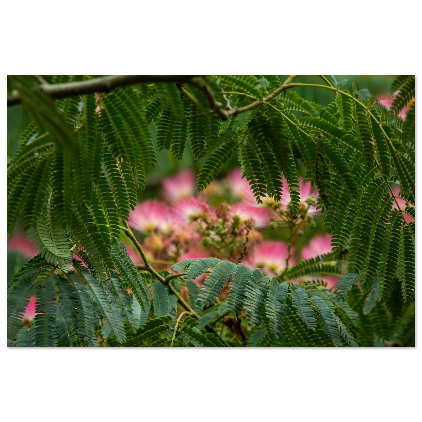 Arbre à soie - Acacia de Constantinople - Albizia