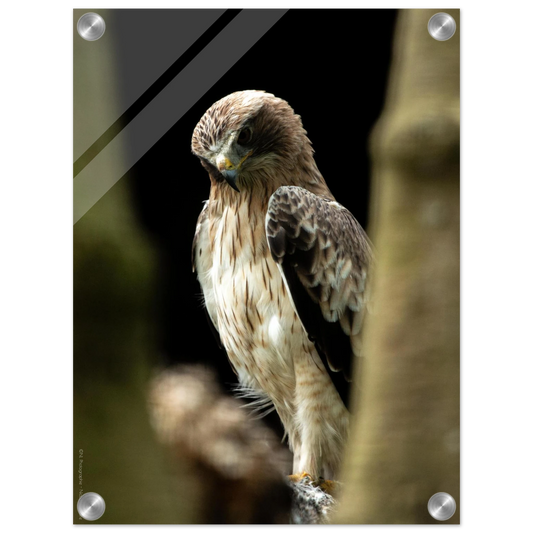 961e2c09-1865-4a7d-aa7f-a4cffdd8e2ef