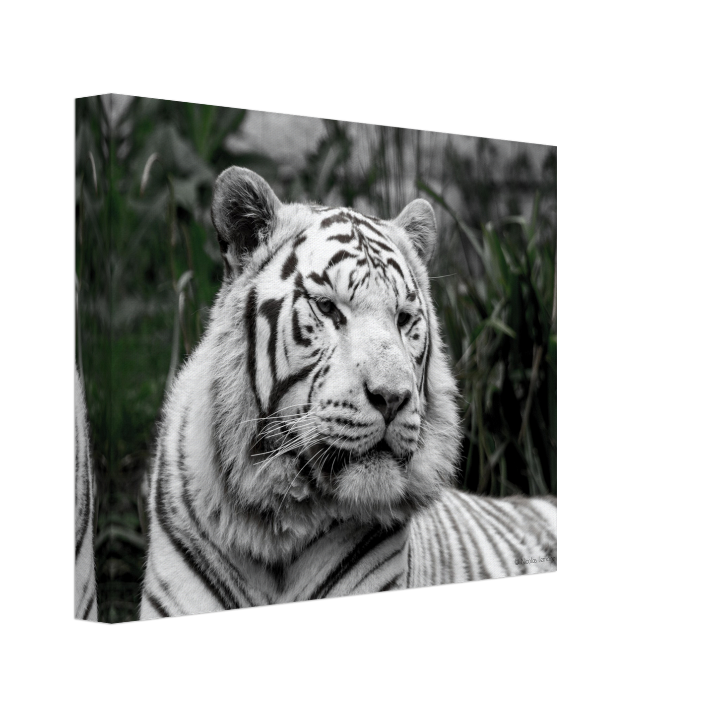 Tigre blanc - Décoration murale