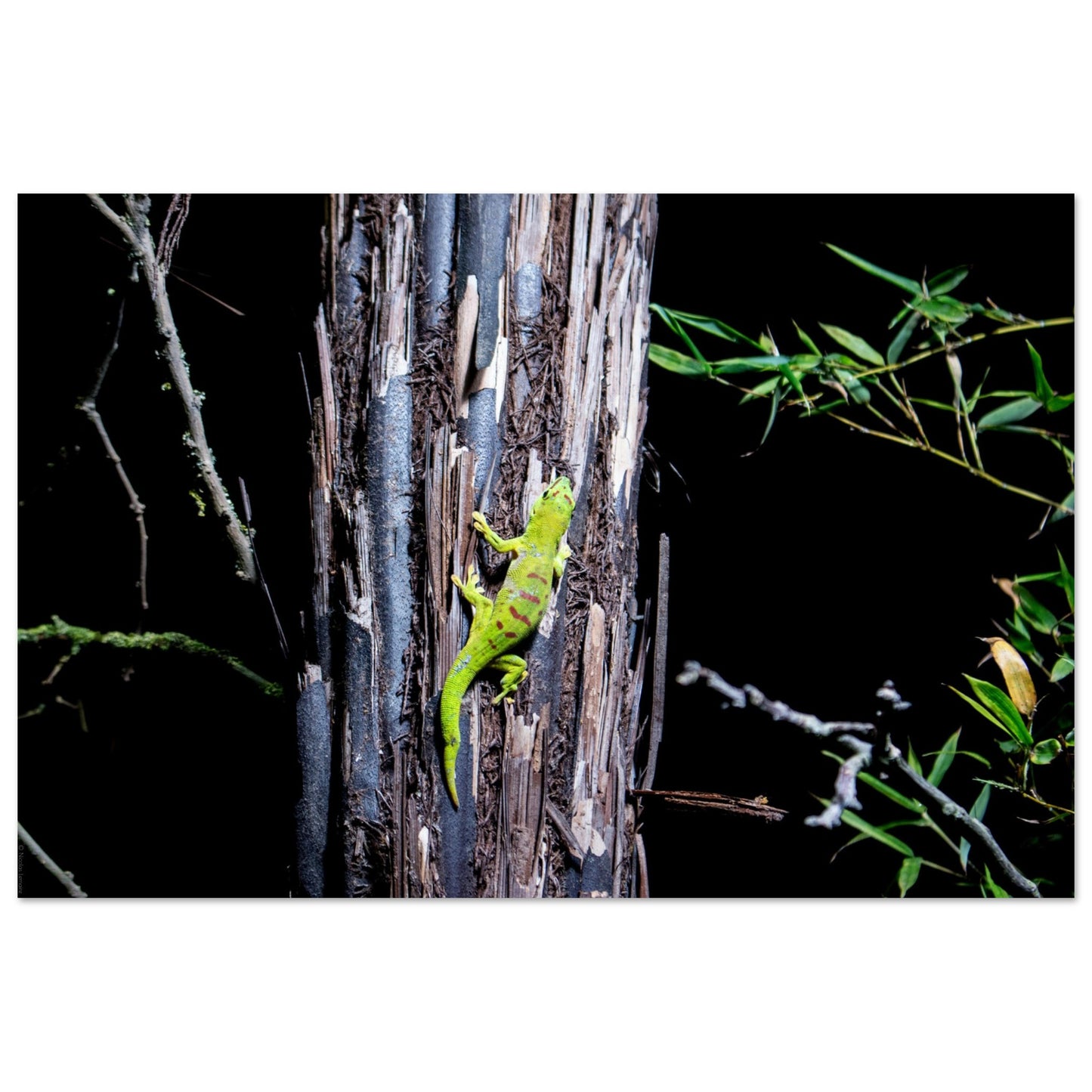 Gecko de Madagascar - Décoration murale