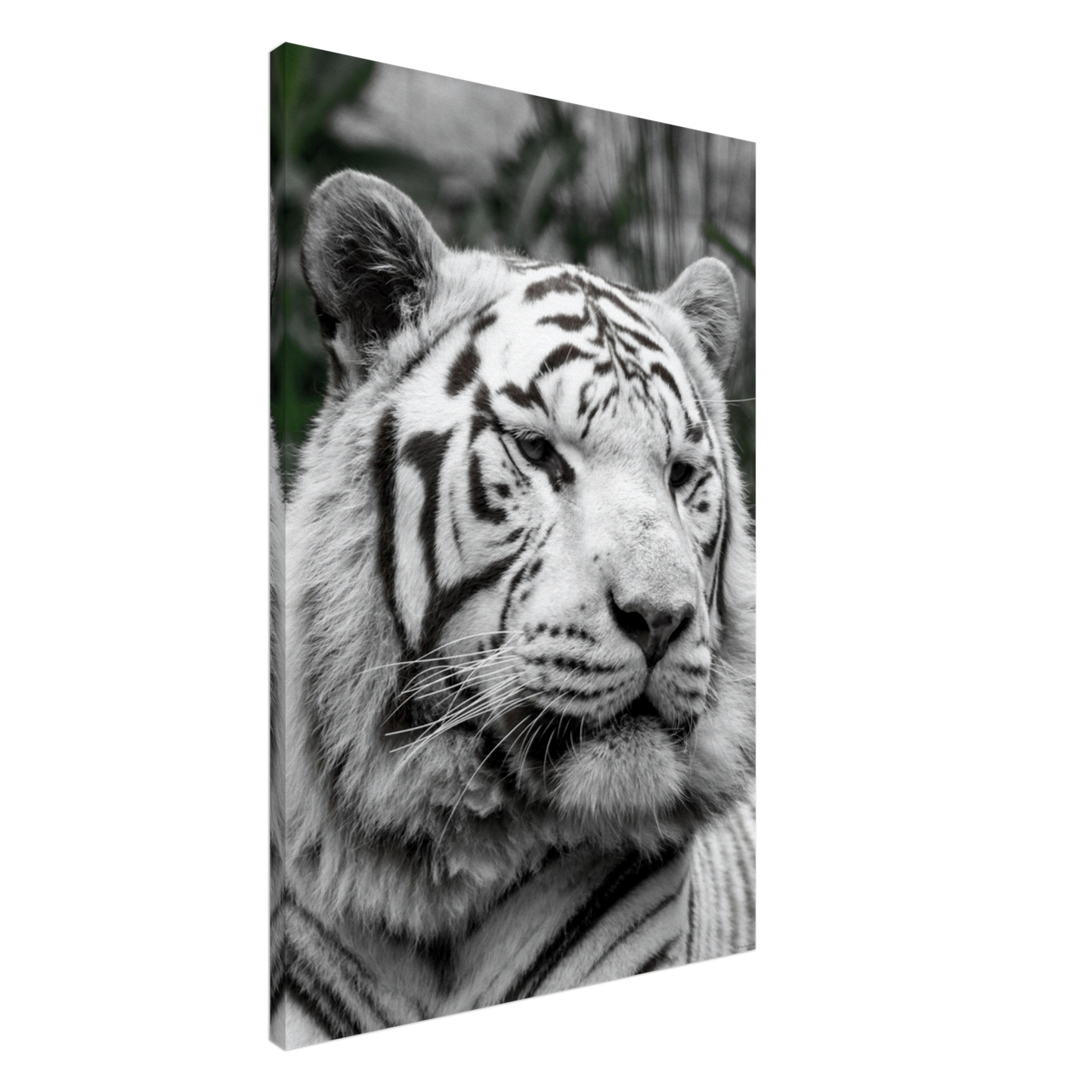 Tigre blanc - Décoration murale