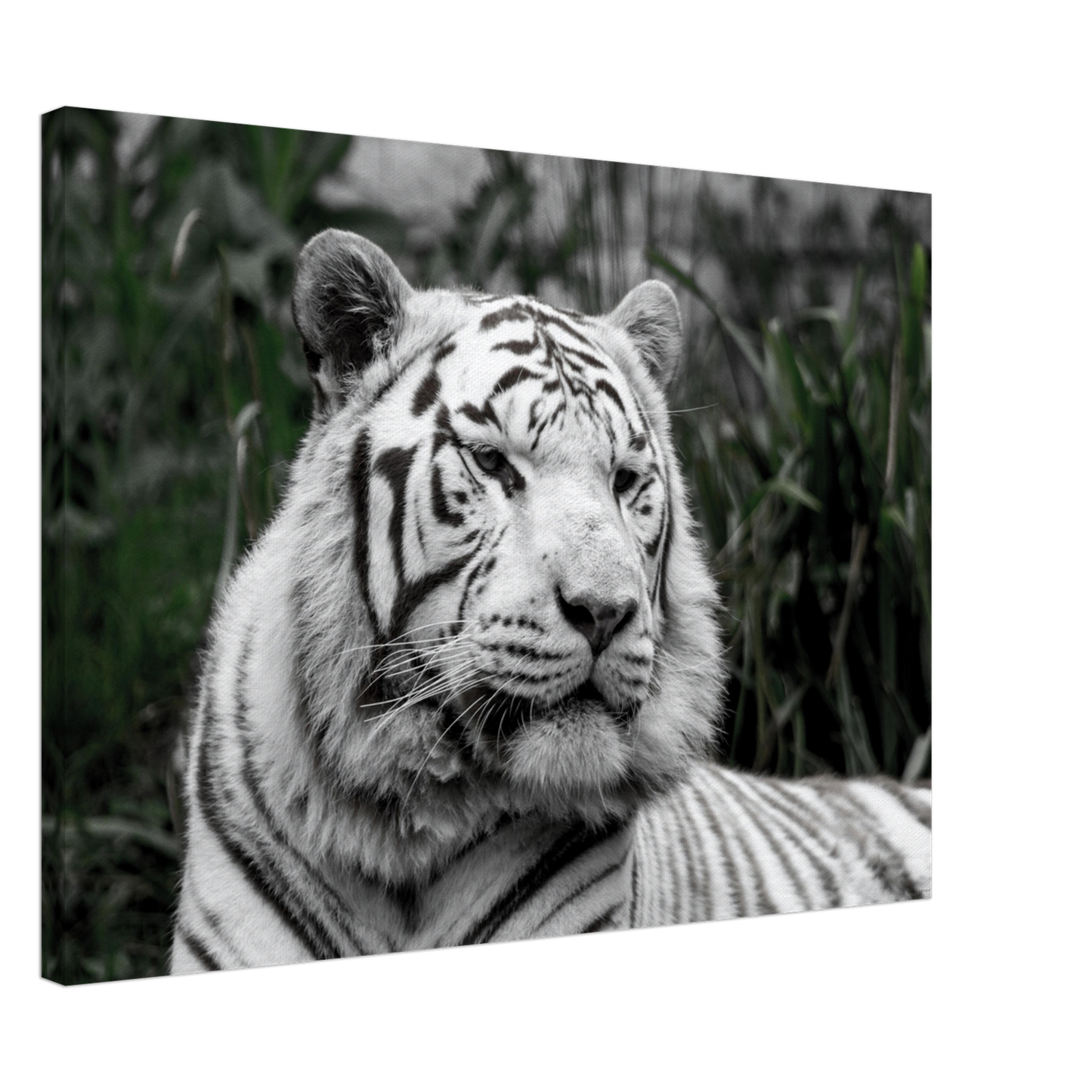 Tigre blanc - Décoration murale