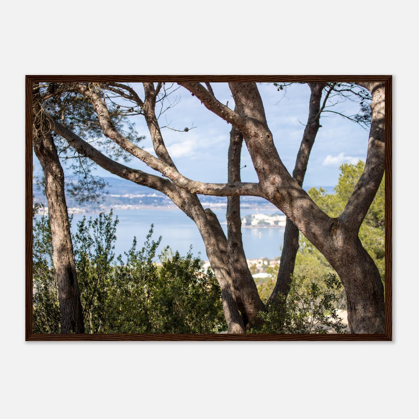 Arbres, étang de Thau - France