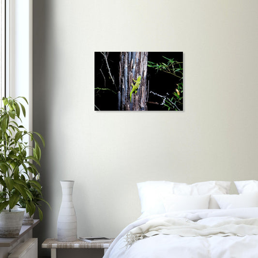 gecko de madagascar - Tableaux et posters de qualité, disponibles en différentes dimensions et matières.