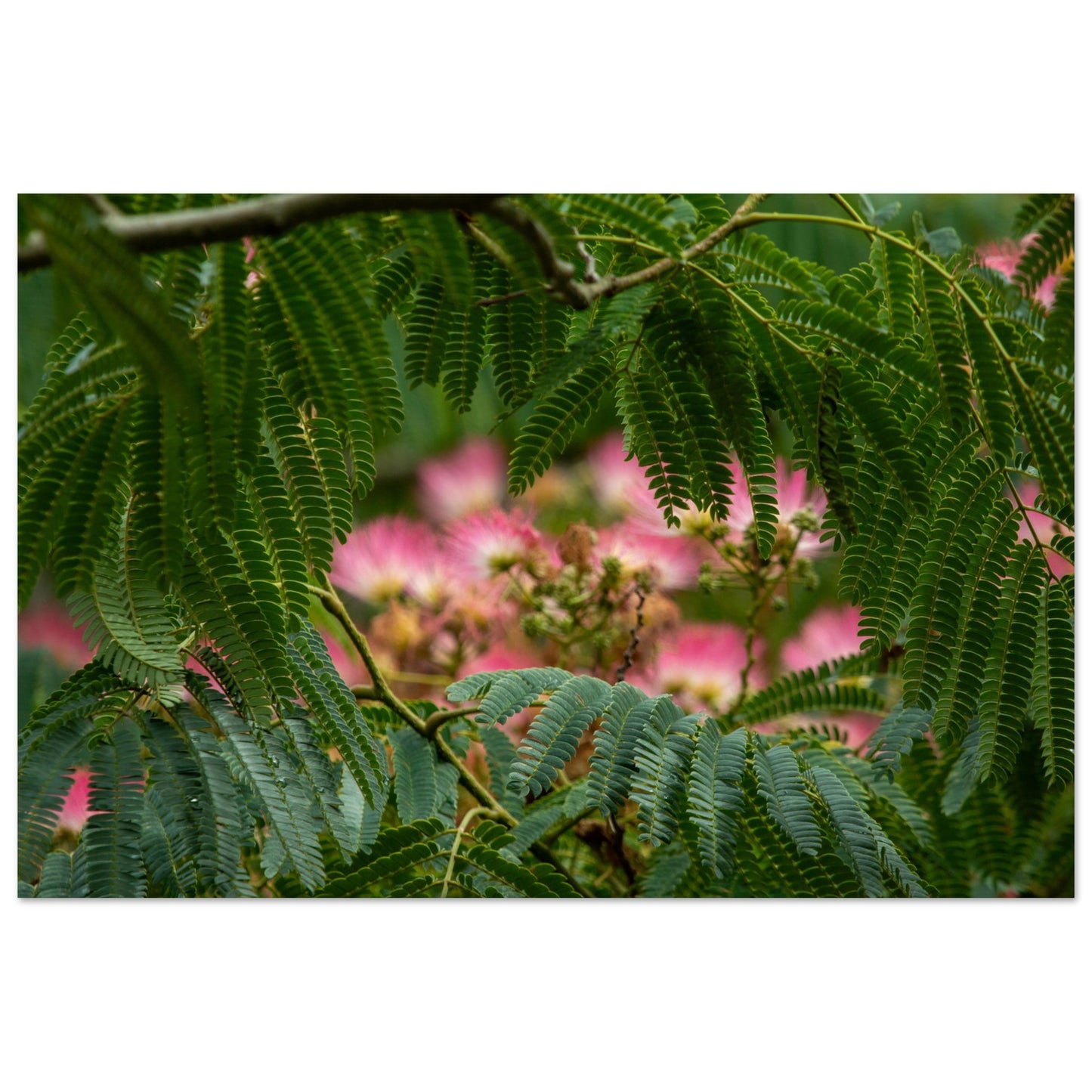 Arbre à soie - Acacia de Constantinople - Albizia