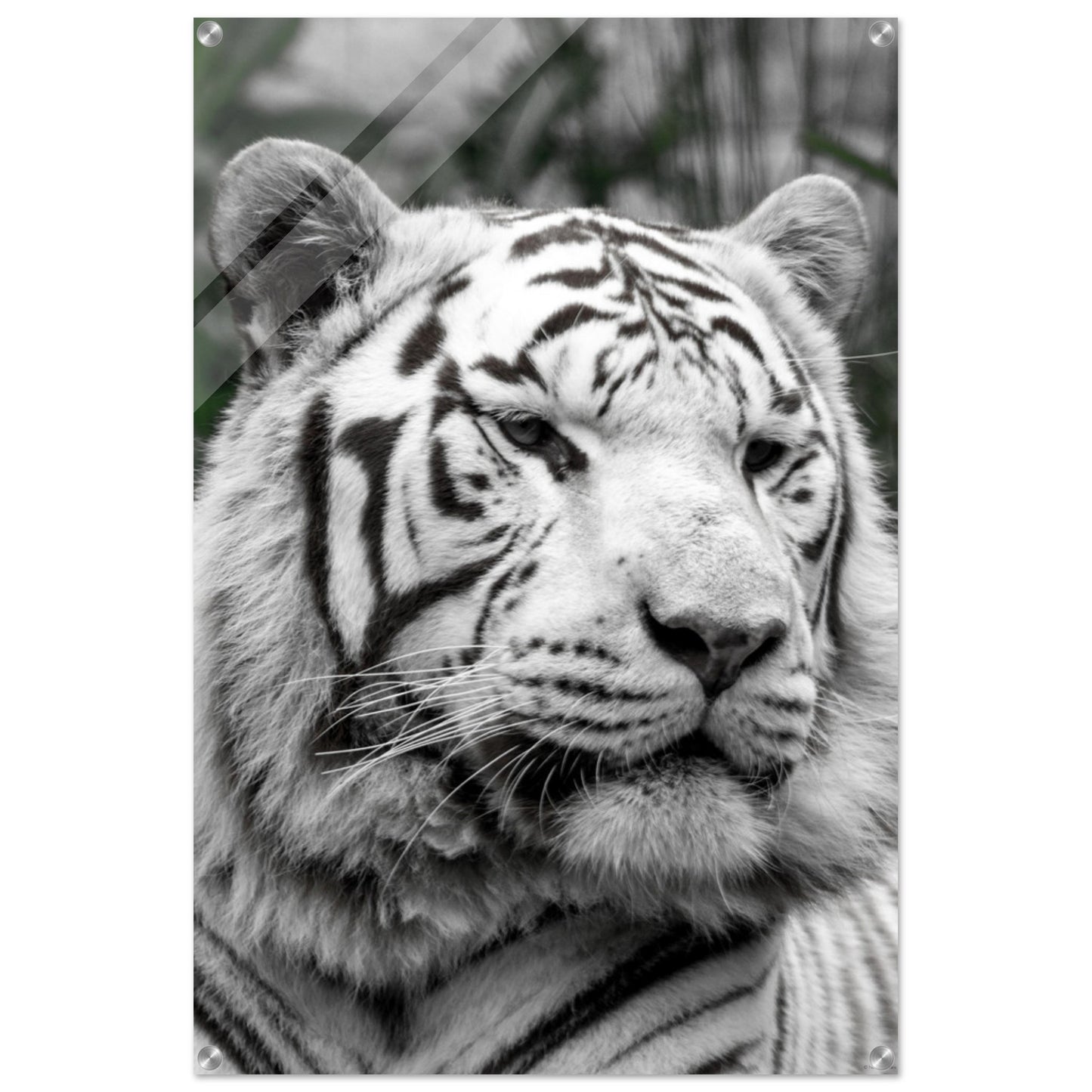 Tigre blanc - Décoration murale