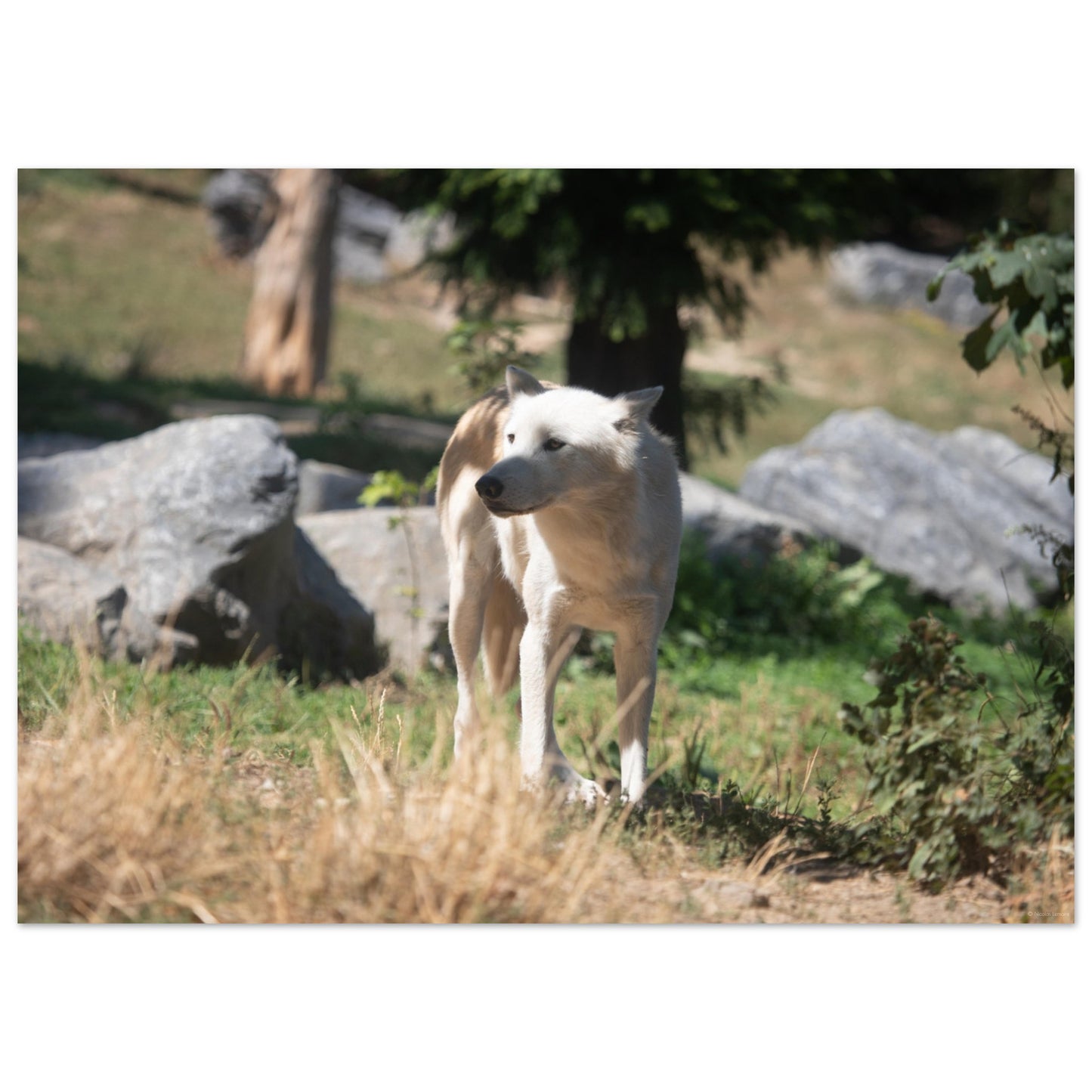 White wolf - Wall decoration