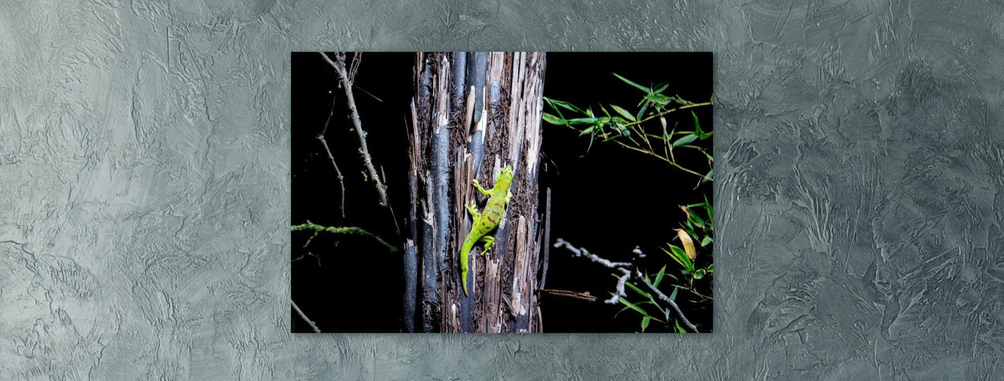 Gecko de Madagascar - Décoration murale