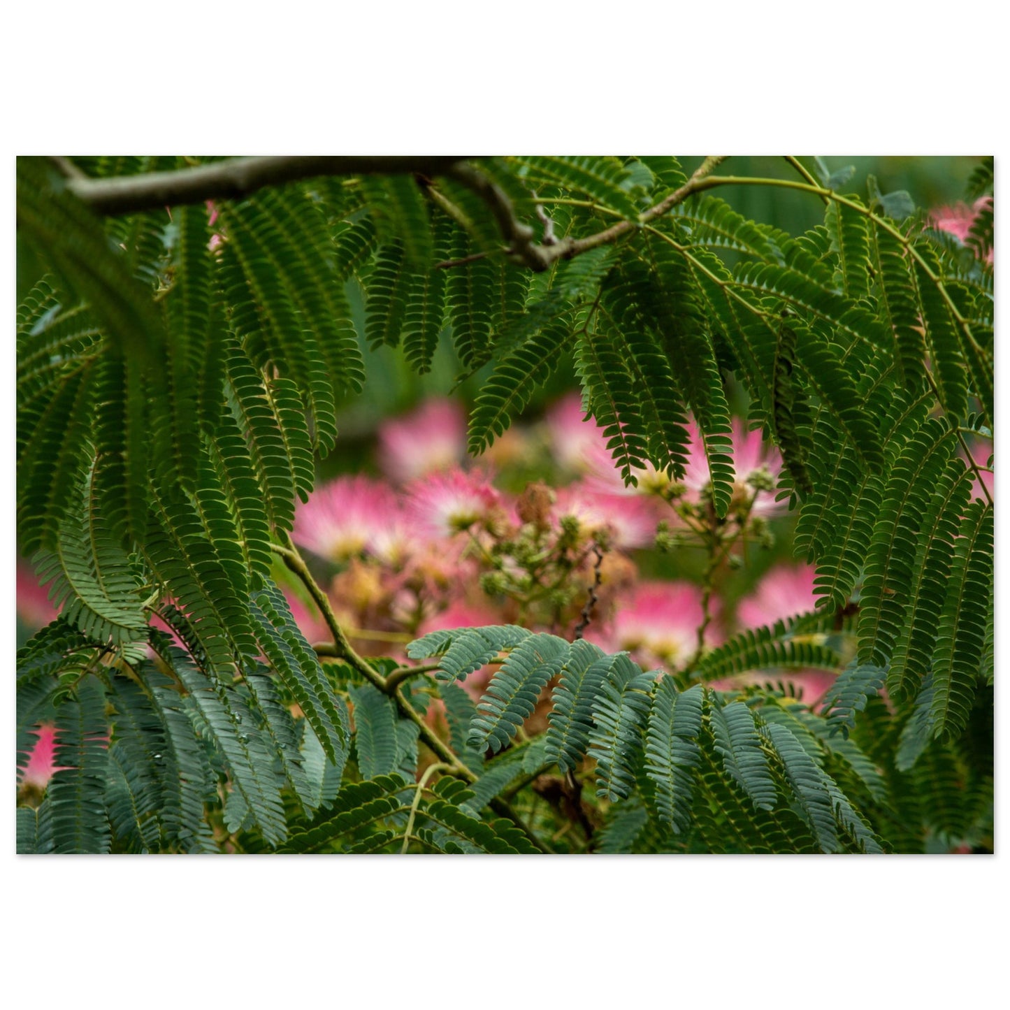 Arbre à soie - Acacia de Constantinople - Albizia