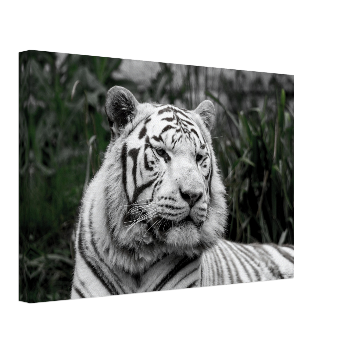 Tigre blanc - Décoration murale