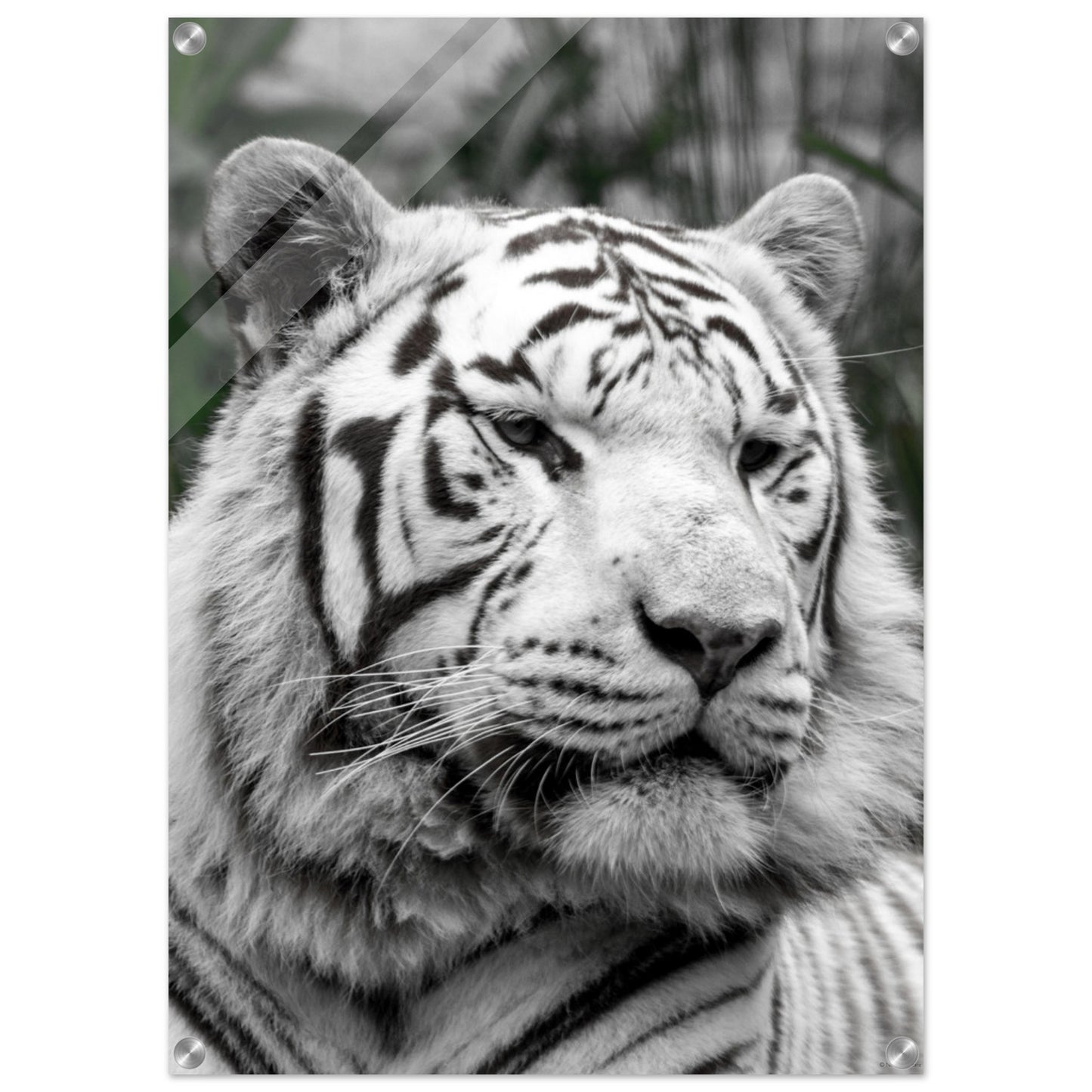 Tigre blanc - Décoration murale