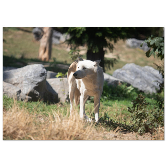 loup blanc - Tableaux et posters de qualité, disponibles en différentes dimensions et matières.