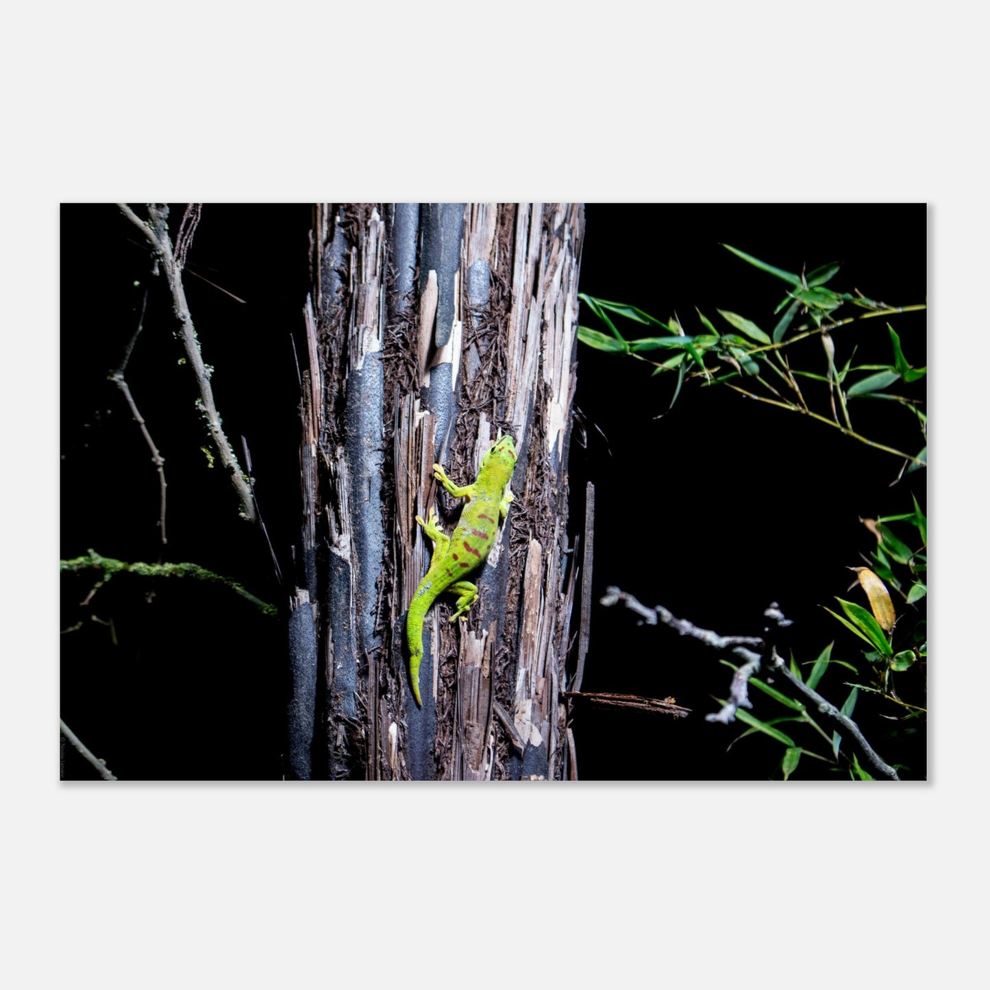 Gecko de Madagascar - Décoration murale