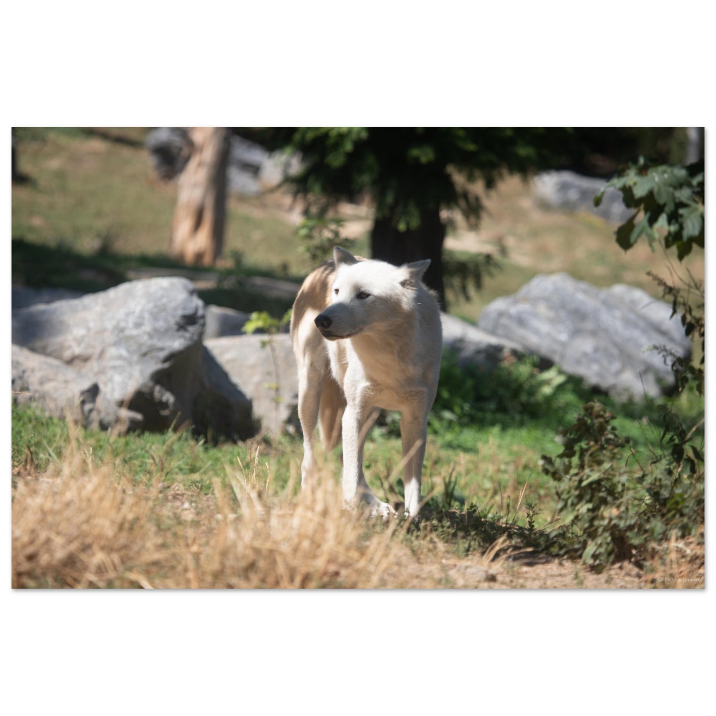 White wolf - Wall decoration