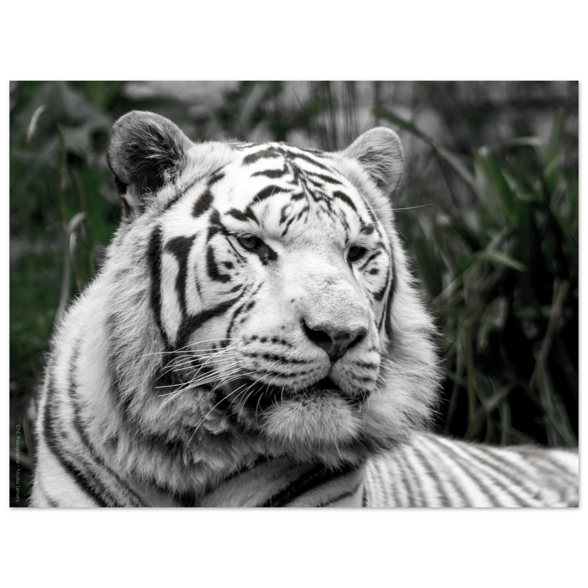 389668d3-1611-4cd0-9b49-8c5122fa86fe