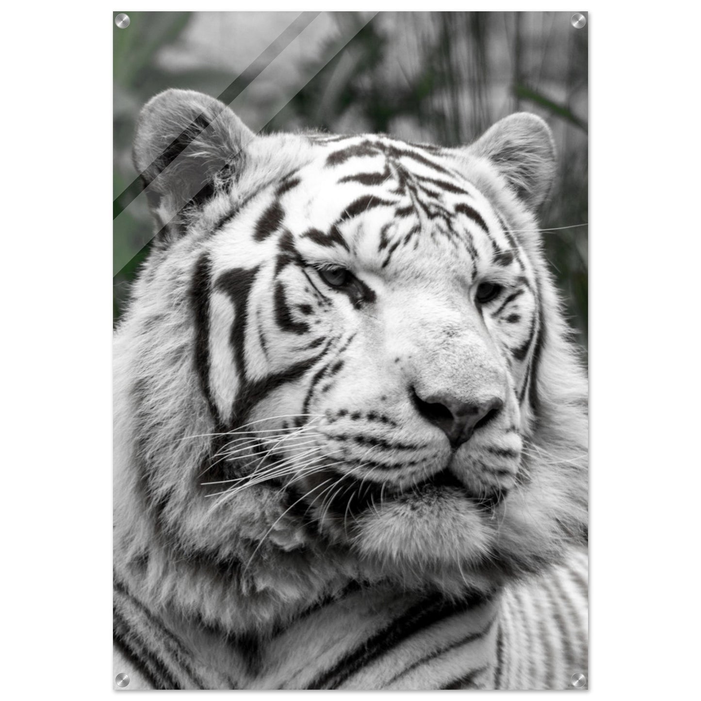 Tigre blanc - Décoration murale