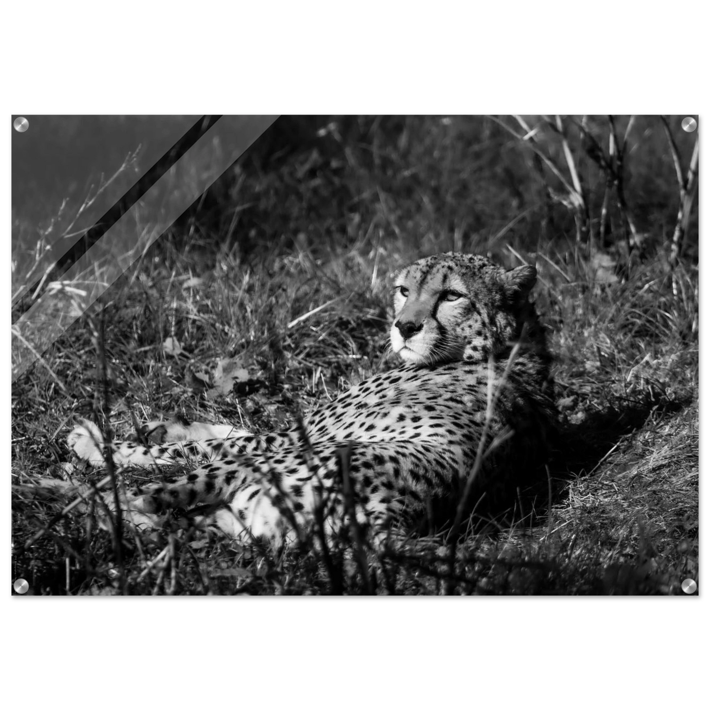 49755066-cef9-4d07-8a7d-5d4487b419b8