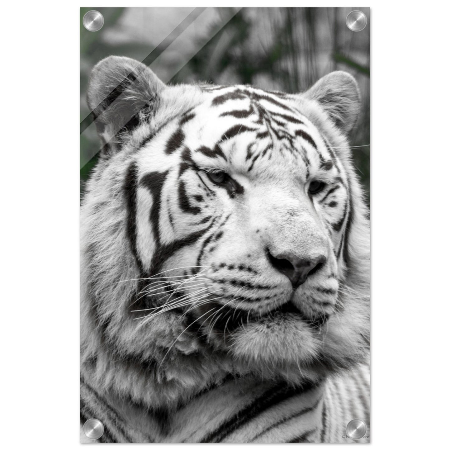Tigre blanc - Décoration murale