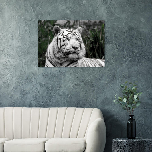 tigre blanc - Tableaux et posters de qualité, disponibles en différentes dimensions et matières.