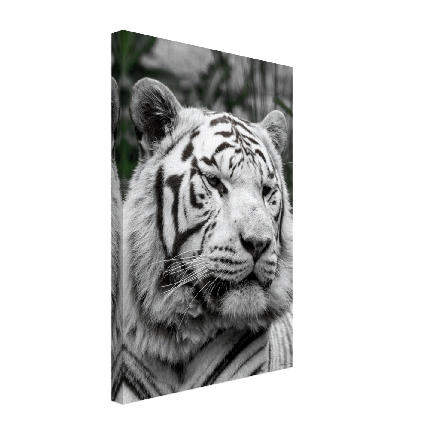 Tigre blanc - Décoration murale