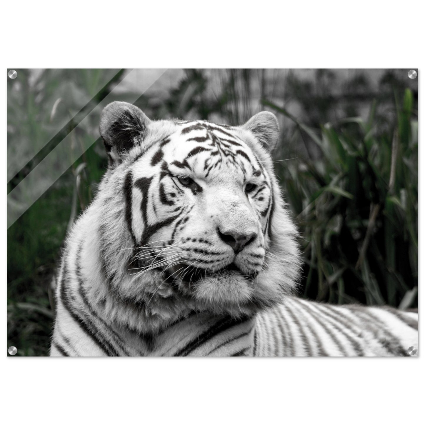 Tigre blanc - Décoration murale