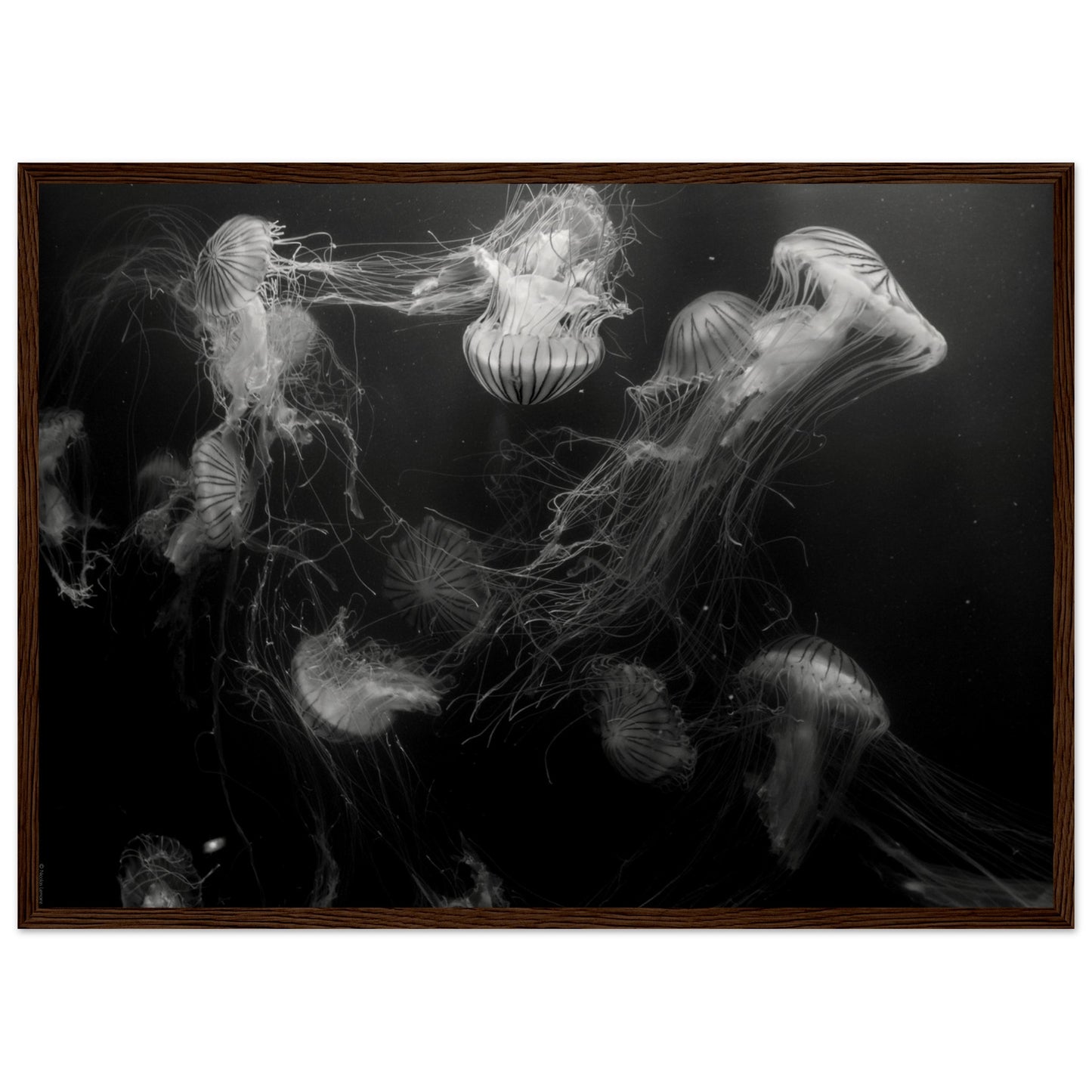 Méduses - Noir & Blanc - Décoration murale