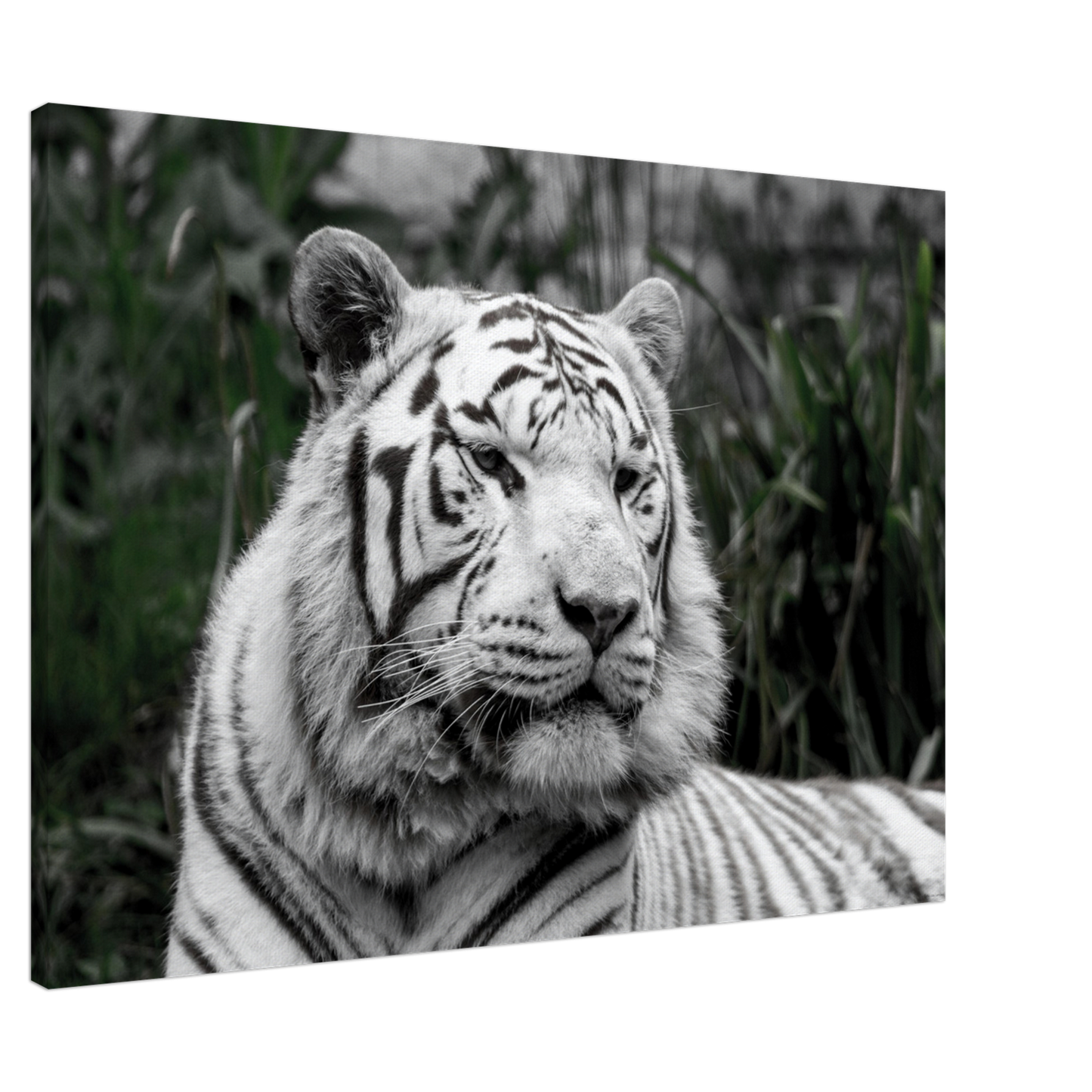Tigre blanc - Décoration murale