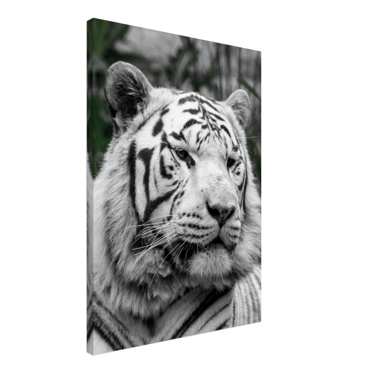 Tigre blanc - Décoration murale
