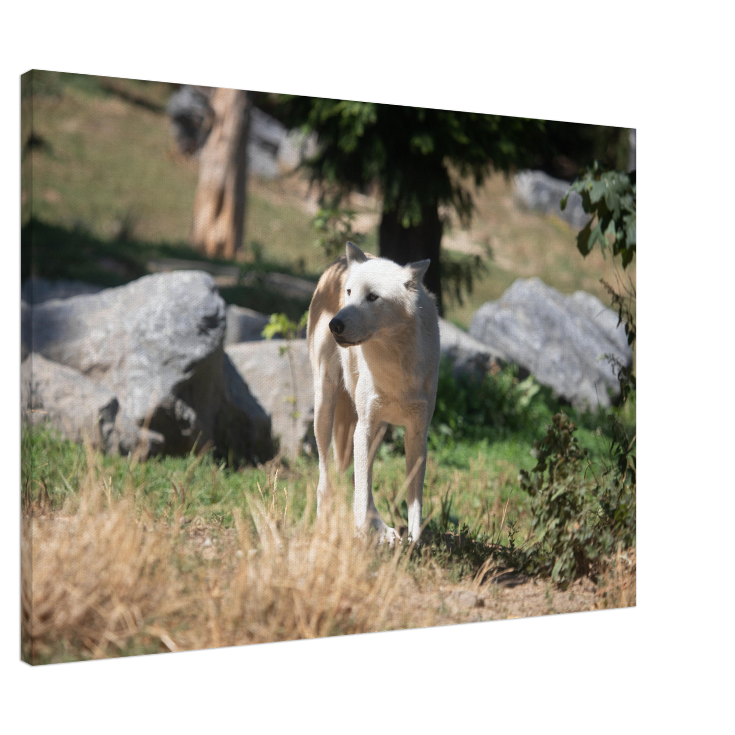 White wolf - Wall decoration