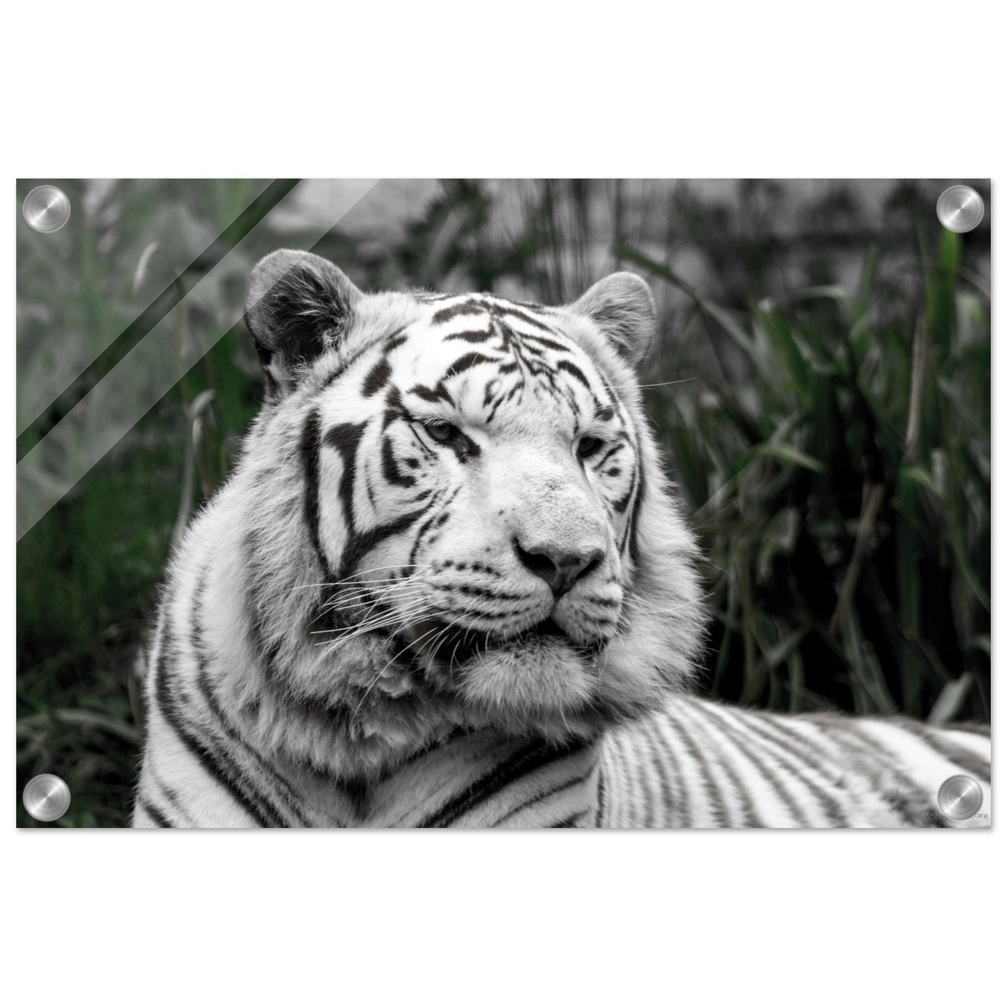 Tigre blanc - Décoration murale