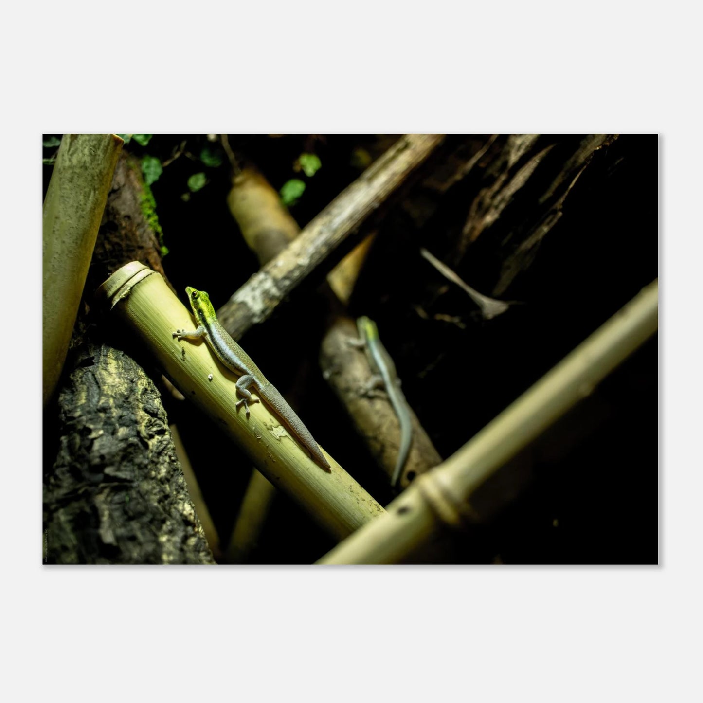 890c5a82-f9ed-4b28-83f2-7758f02fd833