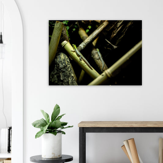 gecko klemmer - Tableaux et posters de qualité, disponibles en différentes dimensions et matières.