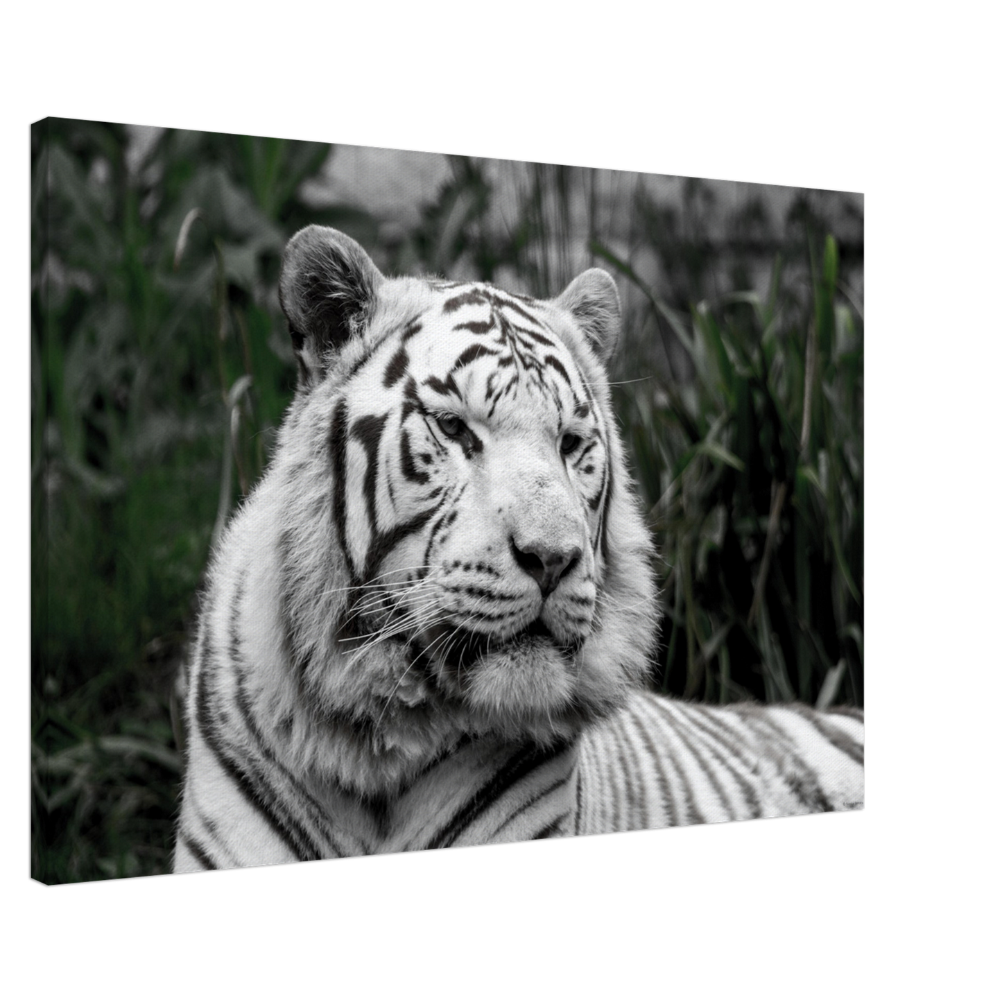 Tigre blanc - Décoration murale