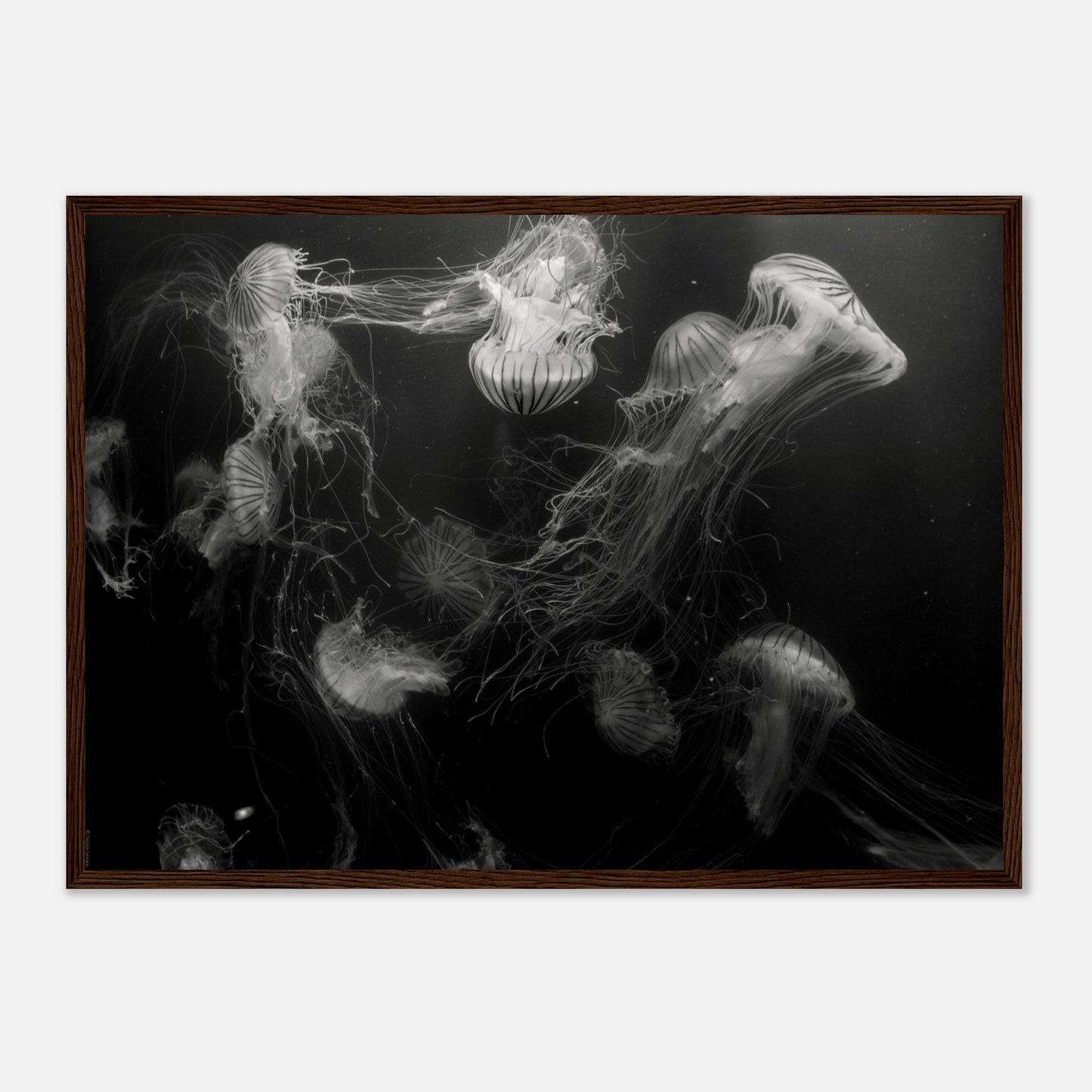 Méduses - Noir & Blanc - Décoration murale
