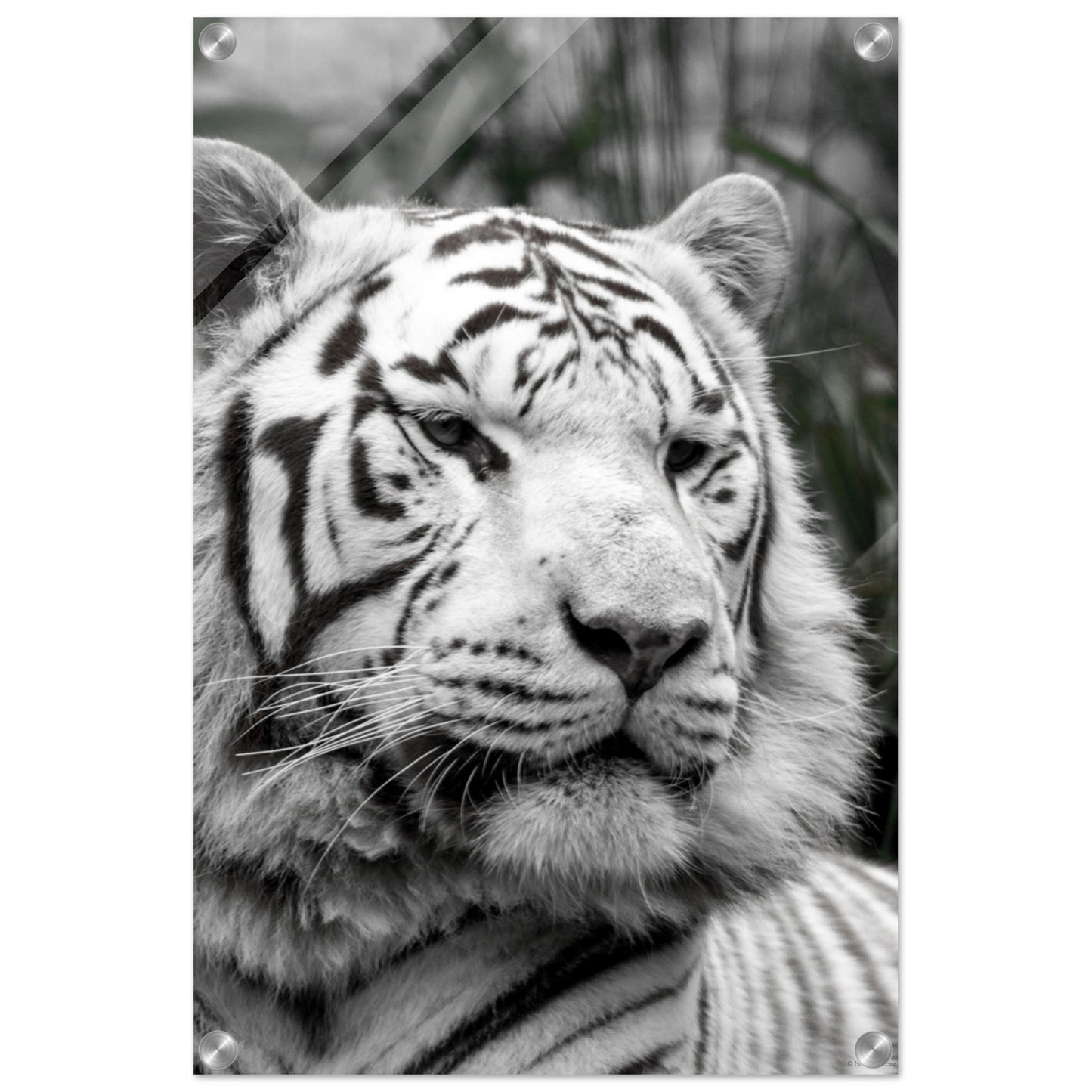 Tigre blanc - Décoration murale