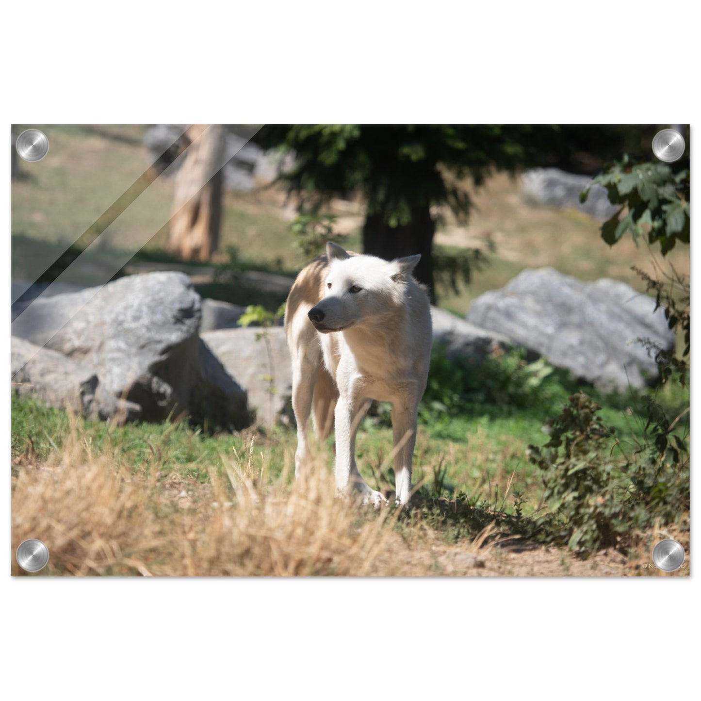 White wolf - Wall decoration