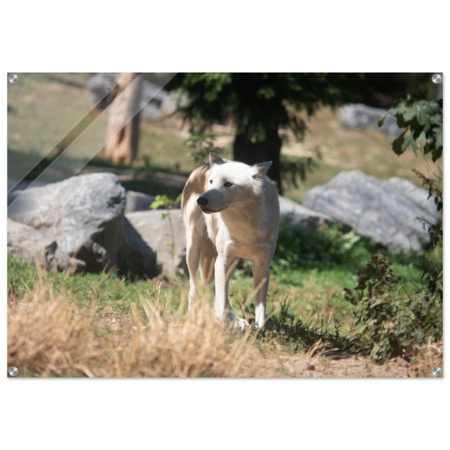White wolf - Wall decoration