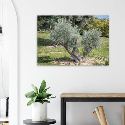 olivier au milieu de la garrigue - Tableaux et posters de qualité, disponibles en différentes dimensions et matières.