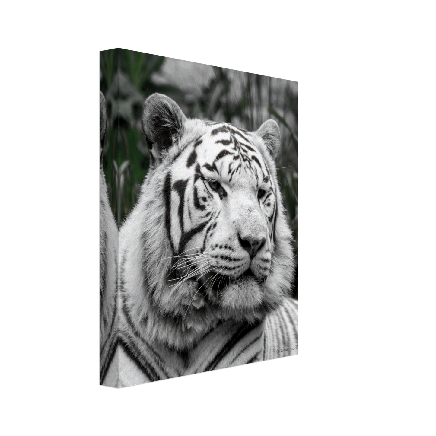 Tigre blanc - Décoration murale