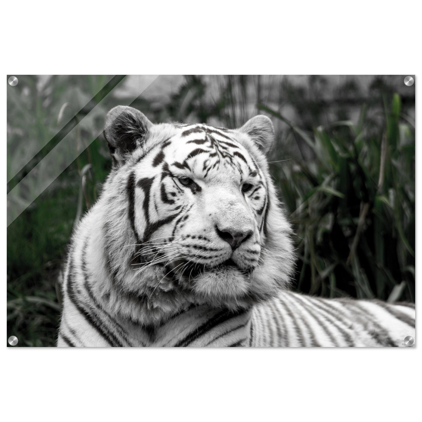 Tigre blanc - Décoration murale