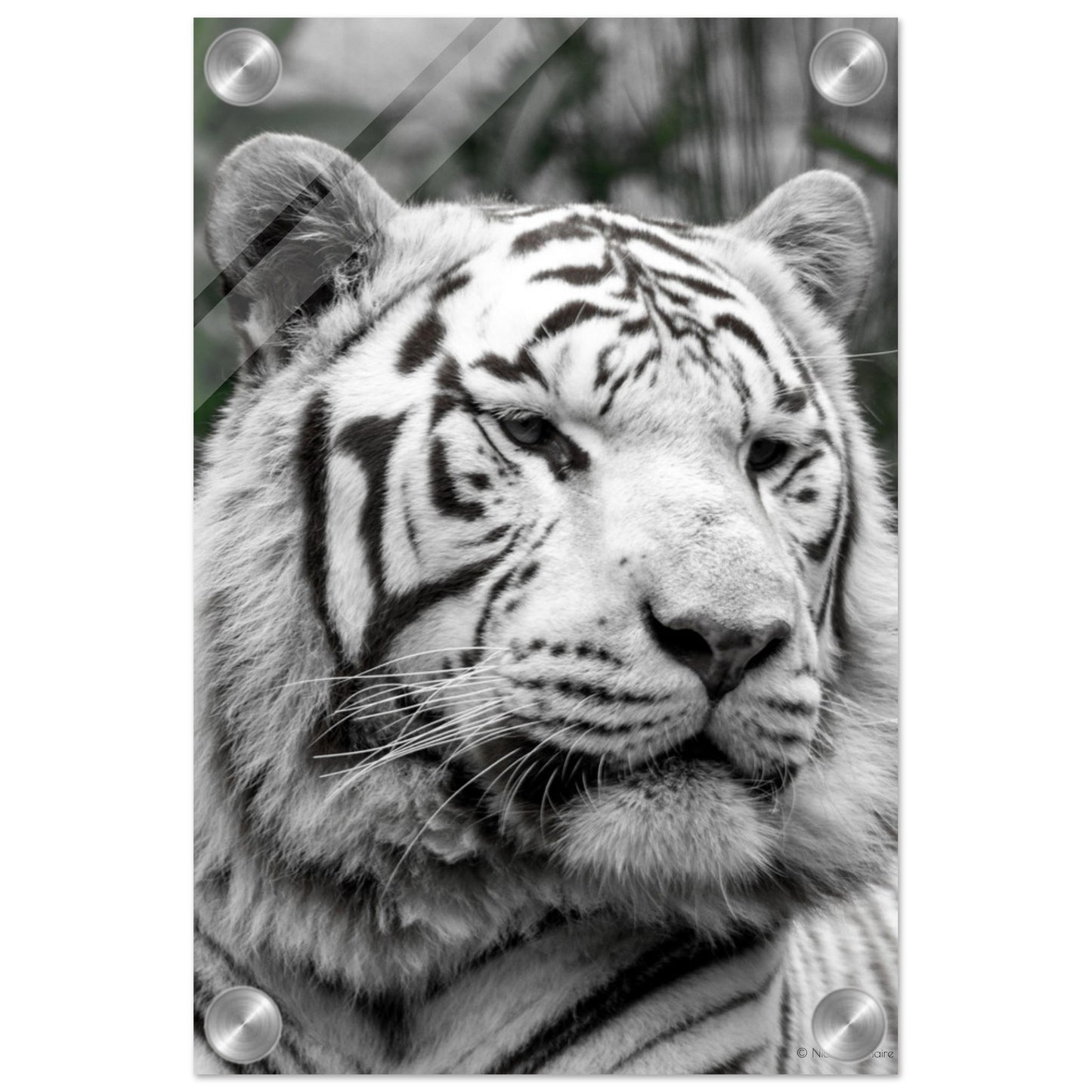 Tigre blanc - Décoration murale