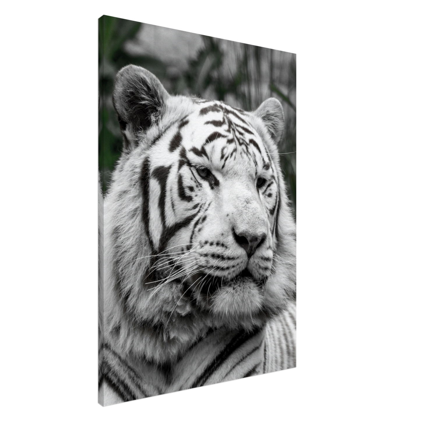 Tigre blanc - Décoration murale