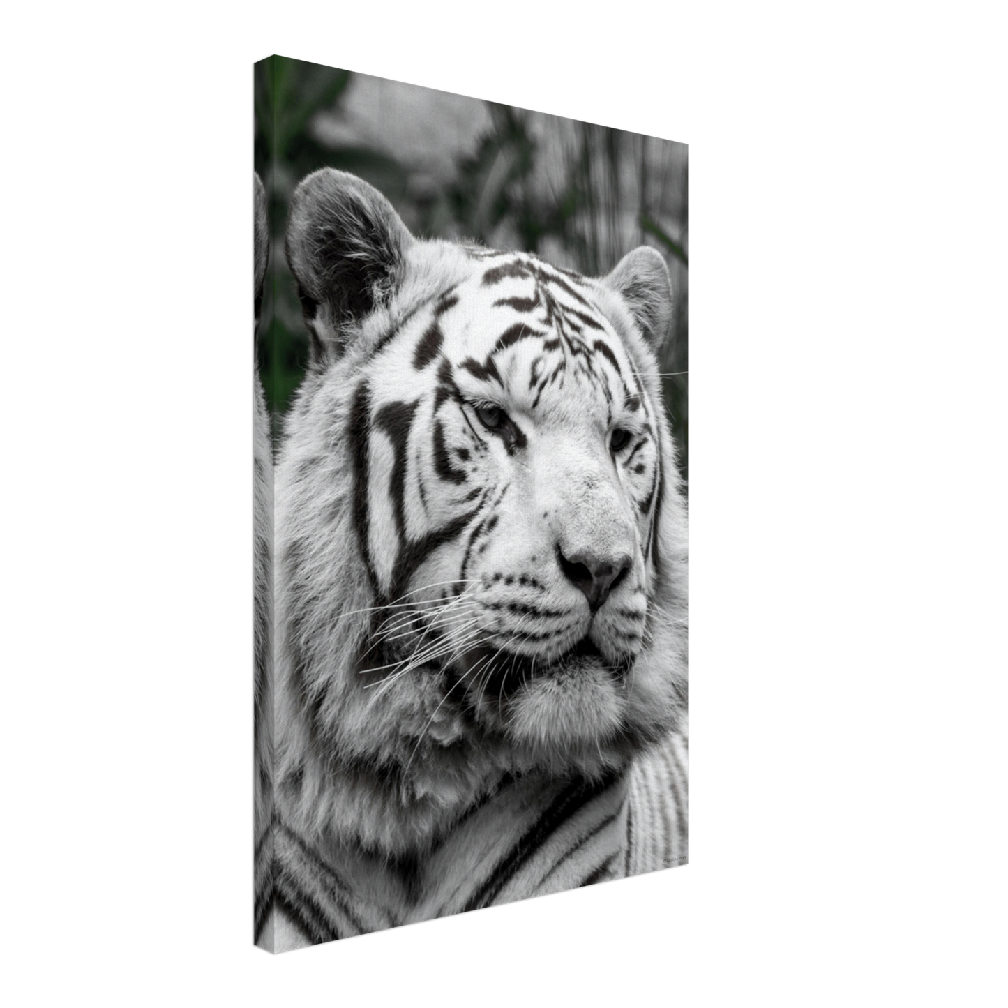 Tigre blanc - Décoration murale