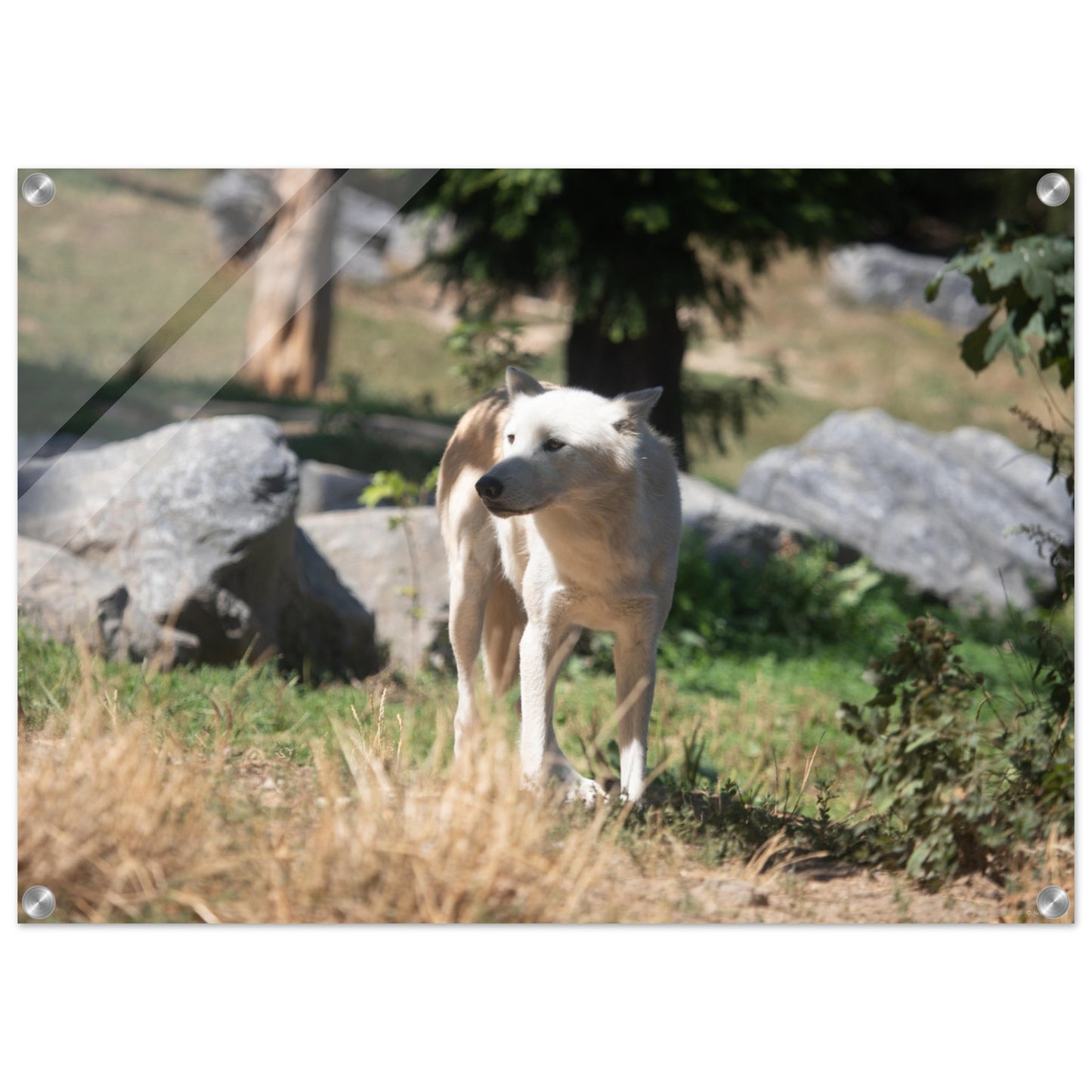 White wolf - Wall decoration