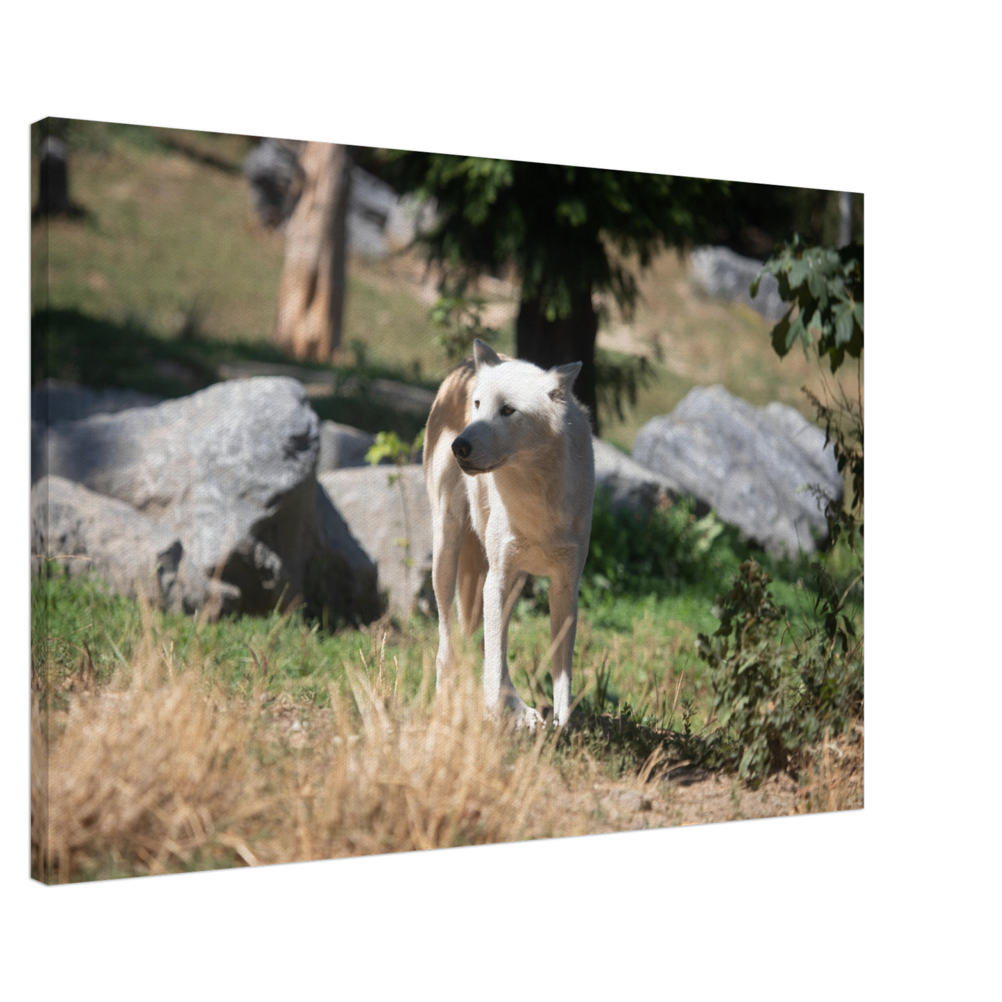 White wolf - Wall decoration