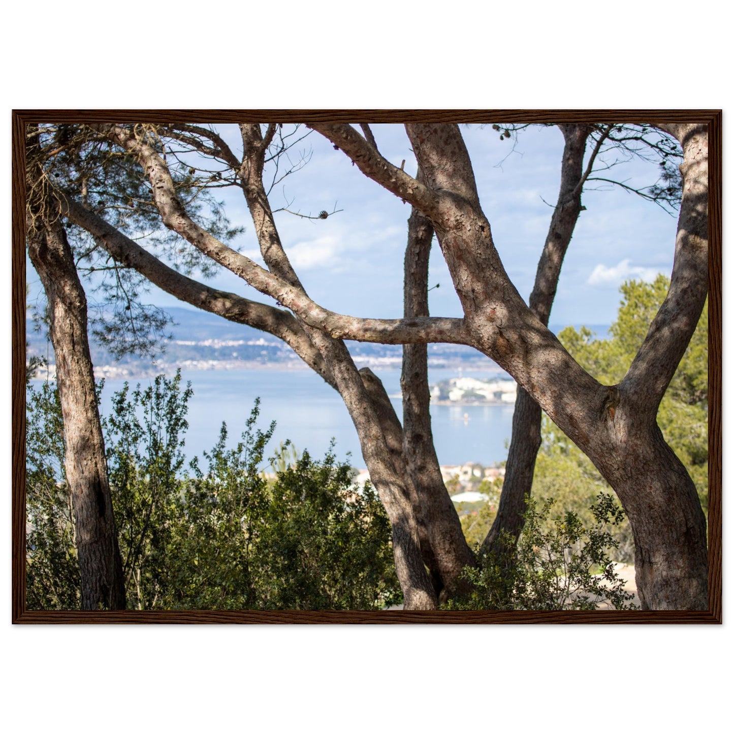 Arbres, étang de Thau - France