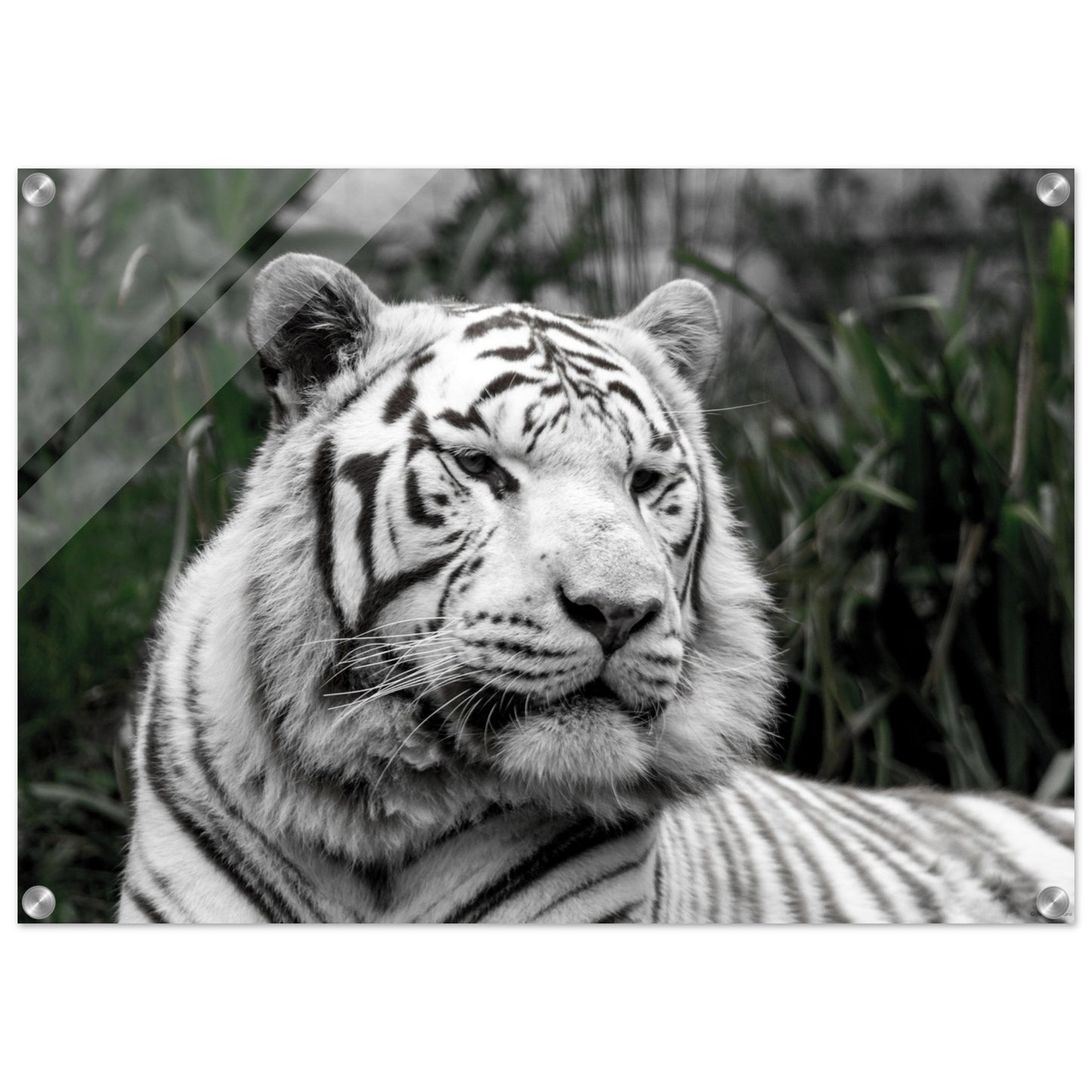 Tigre blanc - Décoration murale